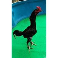 Telur Ayam Pakhoy Blackbull X RedBull Brakot Brutal - Ayam Bangkok -