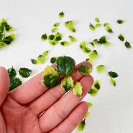 6g/60pcs Miniature Scene Mini Simulation Leaf Mint Leaf Small Leaf DIY Leaf Model Accessories