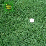 Swiss grass seeds 4.5kg - Swiss grass seeds - Swiss grass seeds