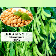 20pcs Japanese Edamame seeds Benih EDAMAME JEPUN