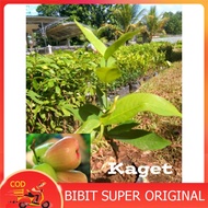 BIBIT JAMBU AIR KAGET MERAH OKULASI UNGGUL GURIH