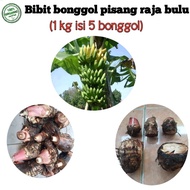 BIBIT BONGGOL PISANG RAJA BULU/RAJA IJO