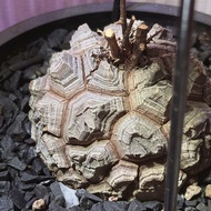 南非龜甲龍 塊根植物 多肉植物