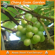 Anak Pokok Anggur IAC Grape Sapling Pokok Stabil Import Dari Thailand IAC Grapes