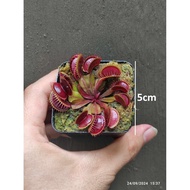 [ MR Code ] Venus flytrap Maroon Monster pot