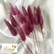 Dried Candy Colour Lagurus Rabbit/ Bunny Tail Cream White Bunga Kering - PURPLE