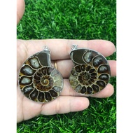 Ammonite Fossil Pendant (1 Pair)