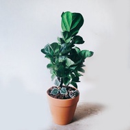 盆空間・琴葉榕9吋  最佳送禮