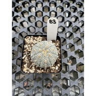 Augustfame - Astrophytum Asteria Superkabuto B3 超兜 仙人球 cactus succulent