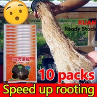 Rooting crazy！10 packs rooting king powder fast root rooting hormone penggalak akar pokok Comprehens