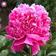 50seeds AZALEA HOLLYHOCK Pink flower bunga azalea pink atau american stone flower