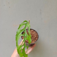 monstera obliqua - tanaman hias monstera obliqua