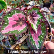 begonia Begonia tricolor - pelangi