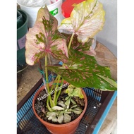 Chao Chakra Emperor/Rare Caladium/Keladi Thailand