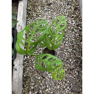 HY Monstera esqueleto