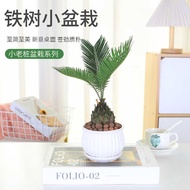Hydroponic Plants Small Iron Tree Indoor Potted Plants Solite Bedroom Living Room Good Cultivation P