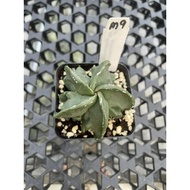 Augustfame - Astrophytum Myriostigma cv. Fukuryu M9 核桃鸾凤玉 Cactus  succulent