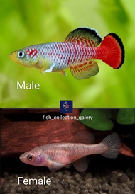 killifish guentheri red bagus di aquascape
