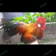 Ayam Brugo F1 Ayam hutan merah sumatera