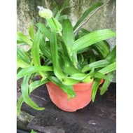 Pokok Herba Siti Khadijah
