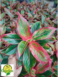 Aglaonema Red Siam with FREE plastic pot pebbles and garden soil (Rare Plant and Limited Stock)