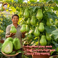 (Fast Growing 25pcs) 100% Legit Chayote Seeds for Planting Chayote Melon Seeds Easy To Grow F1 Hybri