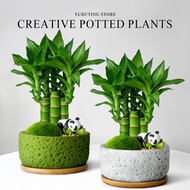 Fortune Bamboo Small Potted Plant Office Desktop Green Plant Potted Plant Indoor Fortune-telling Bam