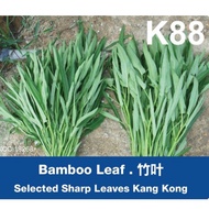 Benih Kangkong (Bamboo Leaf)