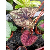 Caladium Darth Maul Phayamol Prat Ya Mon Pokok Keladi DM Rare Thai Hybrid Indoors Outdoors Plants Flower Bunga