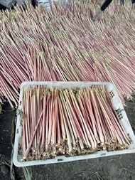serai wangi serai lanang 1kg