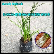 Kucai dayak @ Lokio @ Bawang bratak @ Losun