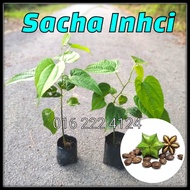 Anak Pokok Sacha Inchi Matang