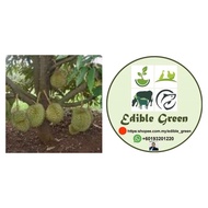 Anak Pokok Durian Musang King D197 (THO)