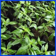━ ✗ ➵ serpentina seeds for planting ( 25seeds)