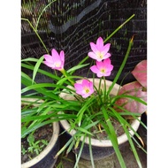 Benih / Bebawang Pokok Bunga Rain Lily (Pink) - 10 Pcs