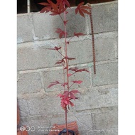 Red panama