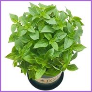 ✙✷ ◧ ❡ 50pcs Herb Garden Seed,Basil, Rosemary,Lemon Grass, Parsley,Thyme Seeds for Planting (Basil)