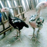 Anak ayam bangkok clasic blorok madu/umur 3bulan