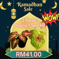 [Botanika.KL] Caladium Sparkle + Caladium Zap Combo 🍀 Pokok Keladi Hidup Sparkle + Super Daging 🍀 Pokok Indoor Plant