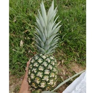 (Support Local Fruit)Fresh Juicy Organic Pineapple Premium MD2 Direct From Farm Segar Nenas MD2菲律宾黄梨