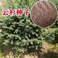 Spruce Seeds That Year Newly Picked Spruce Tree Seeds Spruce Seeds First-Class New Seeds Plump Seeds