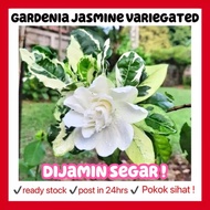 RINA • gardenia jasmine variegated • pokok hidup jasminoides bunga wangi fragrance fragrant scented 