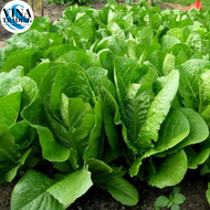 Romaine Lettuce Seeds - Lettuce Seeds Vegetable Seeds（500seeds）