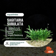 Sagitaria Subulata Dwarf - Tanaman Karpet Aquascape Low Co2 - Easy