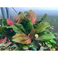 Betel 09 Red Max size (Iguazu 2009 Red)