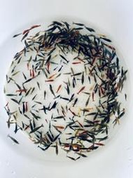 【蝦迷水族】綜合米蝦 淘汰蝦 黑殼蝦 米蝦 觀賞蝦  活餌