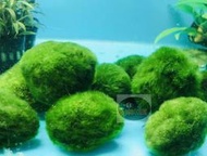 【樂魚寶】 (大) 綠藻球 5-6.5cm 綠球藻 毬藻  (陰性水草) 沉 水族造景 真水草 水草 造景 /單顆