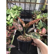 Aglaonema Ruby Compacta