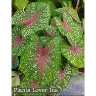 Caladium red star bulbs with leaf live plant
