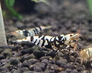 Black Fancy Caridina [3k Aquatic]